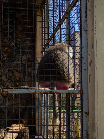Baboon in a cage. Local zoo. Concept of an animal in captivity. The animal is sitting. Primate