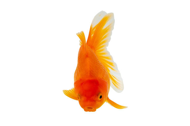 istock Oranda goldfish isolated on white background close up 2149591156