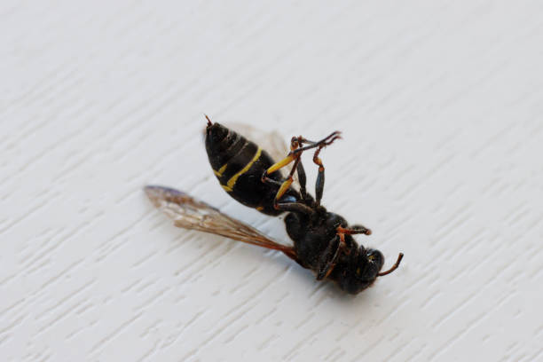 Dead wasp close-up on its back, on a white background.