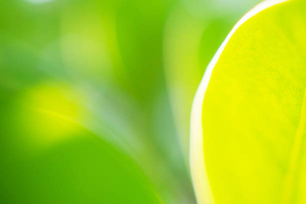Natural plant green leaf in garden with bokeh background