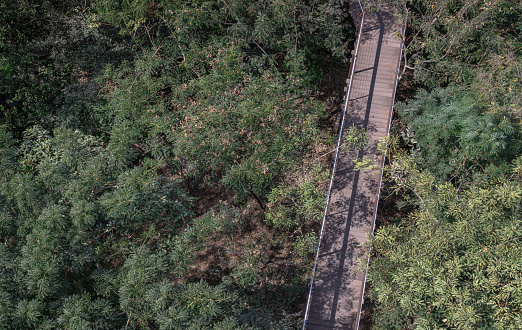 Aerial shot view of a beautiful wooden suspension bridge in the middle of the forest surrounded by lush green forest on a sunny morning. Sunlight through the leaves, Wooden bridge crossing forest tropical eco-park, Beauty nature scene. Copy space, Selective focus.