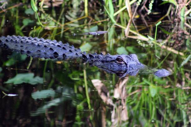 istock Alligator peaking out of the water 2149593197