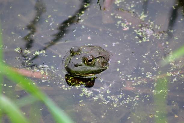 istock Frog with head peaking out of the water 2149593204