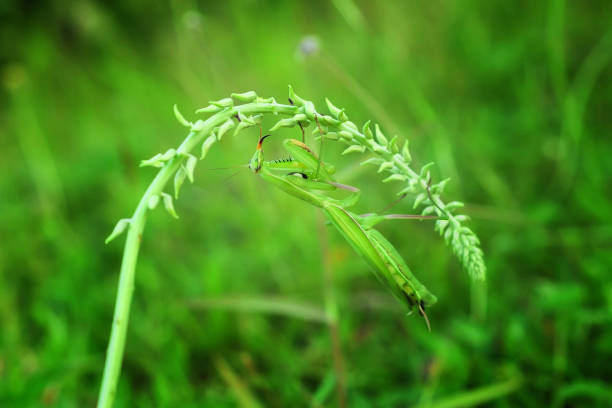 A close-up shot of a vibrant green praying mantis perched on a smooth black surface against a blurred golden background. The insect's poised stance and delicate features highlight its elegance, patience, and predatory instincts. This image captures the intricate details of nature, symbolizing mindfulness, adaptability, and survival.