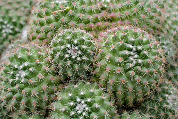istock Beautiful cactus plant in a pot 2149594106