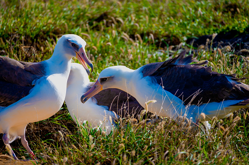 Laysan Albatross at Ka’ena Point O’ahu Hawaii