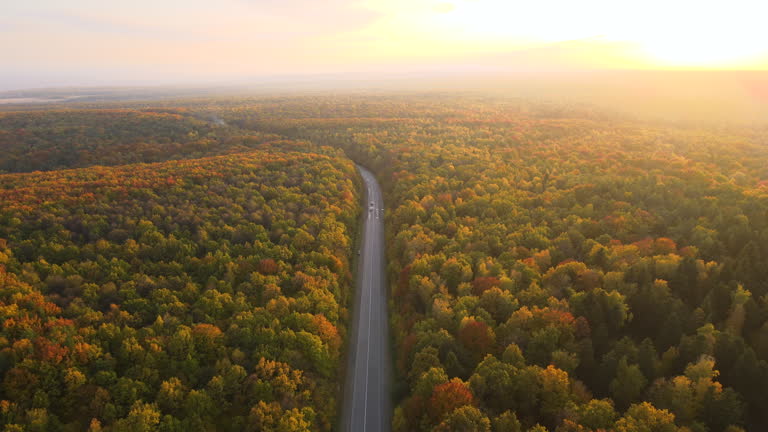 Aerial view of rural road between lush forest with colorful canopies in autumn woods on sunny evening. Landscape of autumnal wild nature at sunset