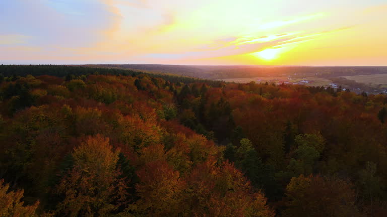 View from above of colorful woods at sunset. Yellow and orange canopies in autumn forest on sunny evening. Landscape of wild nature in autumn