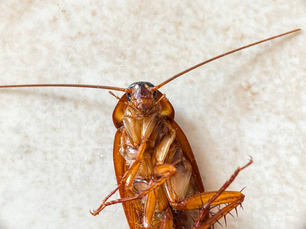 istock Close up of an upside down cockroach on the floor 2149596536