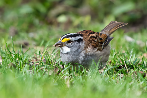 White-throated sparrow catching insect on the lawn in spring