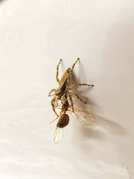 istock Close up of a spider (Platycryptus undatus) eating a winged ant 2149596679