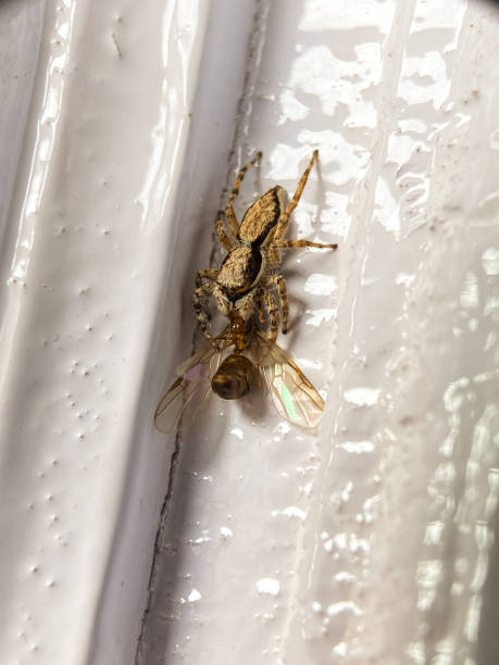 istock Close up of a spider (Platycryptus undatus) eating a winged ant 2149597223
