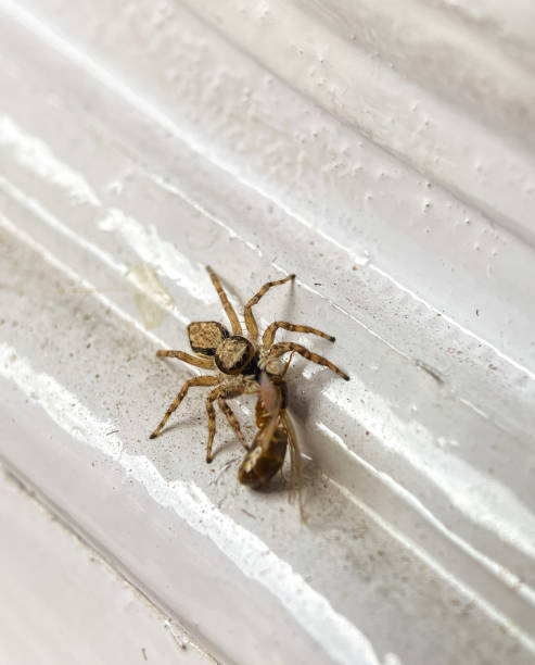 istock Close up of a spider (Platycryptus undatus) eating a winged ant 2149597240