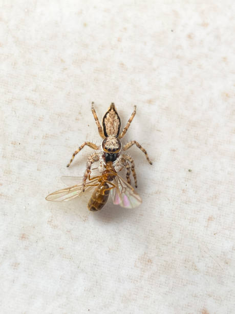 istock Close up of a spider (Platycryptus undatus) eating a winged ant 2149597248