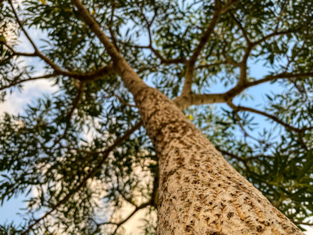 Portrait of a tree from below, you can see the details of the tree trunk with isolated leaves in the background