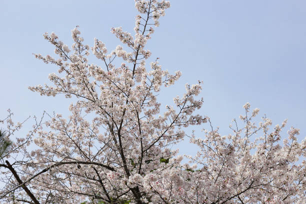 istock Branches of sakura flowers, cherry blossom 2149597776