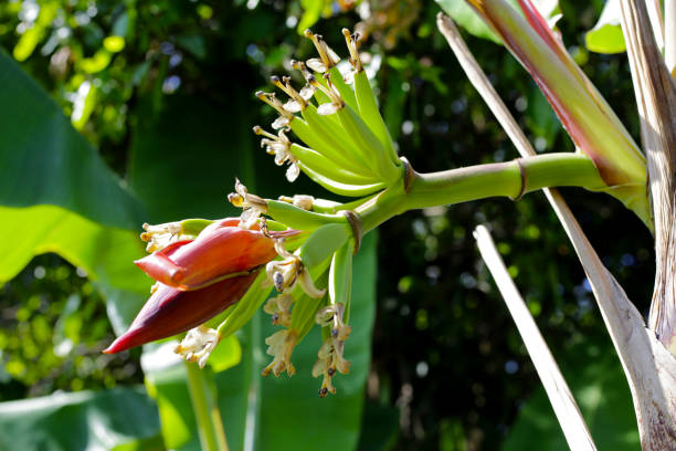 Bunch of banana blossom on banana tree