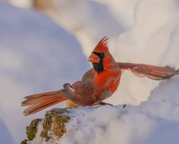 istock Male Cardinal On A Snowy Day 2149598097
