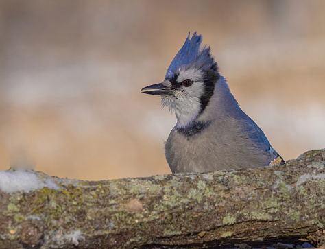 A blue jay perched on a fence in the woods on a snowy day.