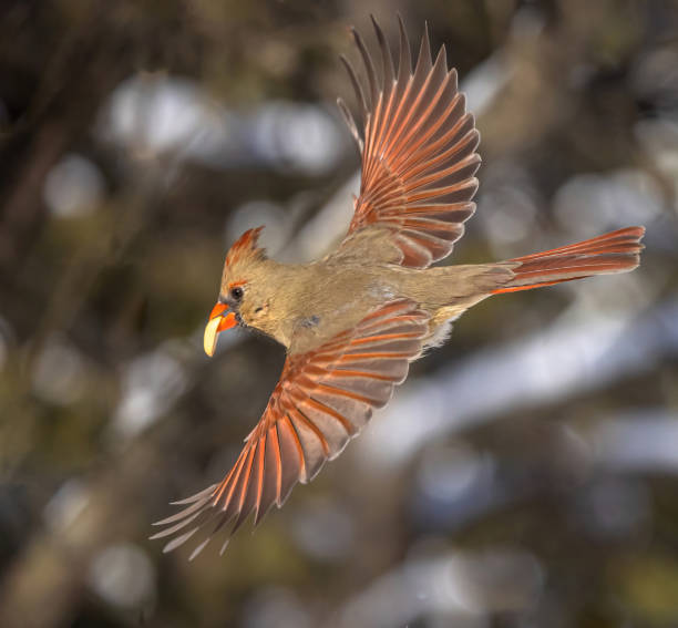 istock Female Cardinal With Peanut In Beak 2149598132