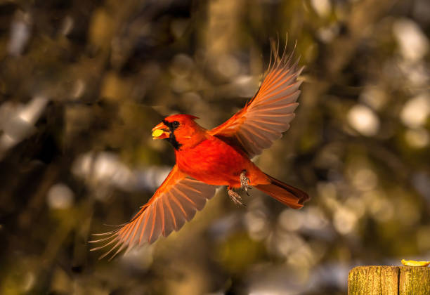 istock Male Cardinal With Peanut In Beak 2149598137