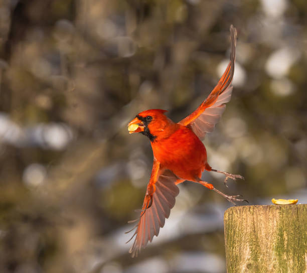 istock Male Cardinal With Peanut In Beak 2149598138