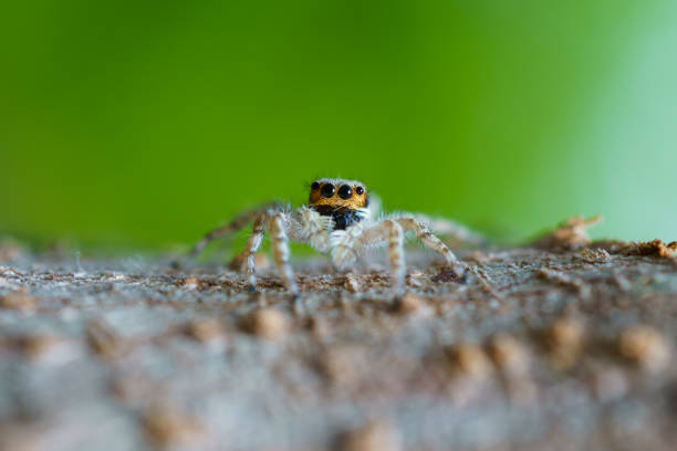 a close-up of a small, jumping spider with large, black eyes on a textured surface against a green background (Salticidae, Hyllus diardi). The spider’s intricate body textures are visible, and its eyes stand out prominently. The lighting highlights the details of both the spider and the surface it rests on.