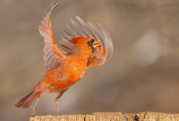 istock A Male Cardinal About To Fly 2149598190