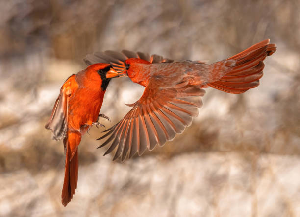 istock Two Northern Cardinals In Flight 2149598200