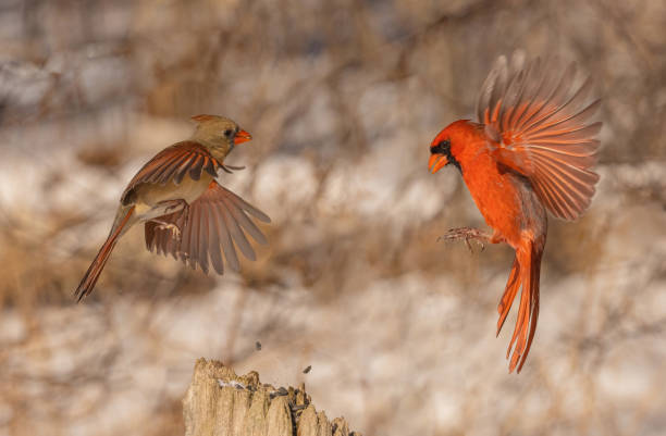 istock Two Northern Cardinals In Flight Over A Tree Stump 2149598202