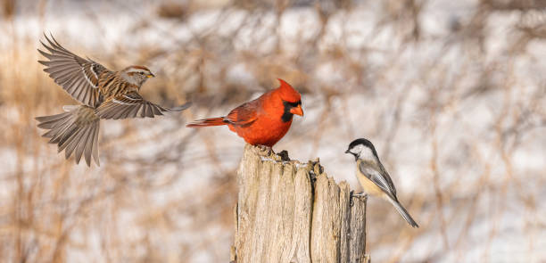 istock Song Birds In The Forest 2149598204