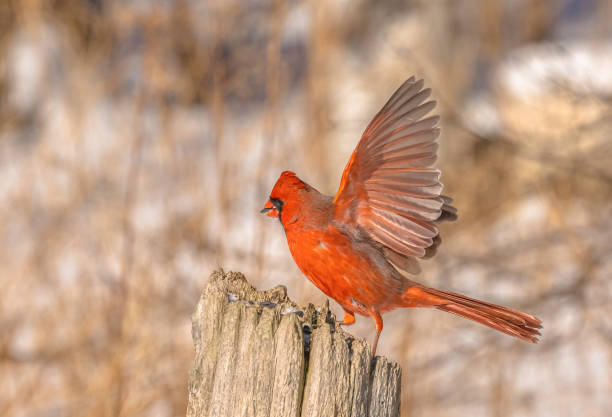 istock Male Cardinal With Sunflower Seed In Beak 2149598215