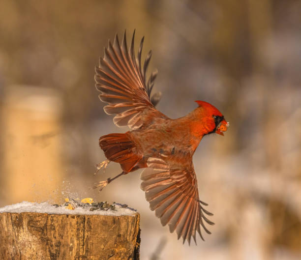 istock Male Cardinal With Peanut In Beak 2149598217