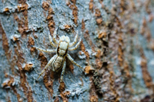 The spider in the image is camouflaged against the rough tree bark. Its body color and pattern blend seamlessly with the bark’s gray and brown tones. The intricate textures of both spider and bark are visible, making it difficult to distinguish between them. The spider appears still, perfectly integrated into its environment. Macro animals