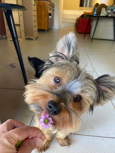 istock Dog Flower 2149600475