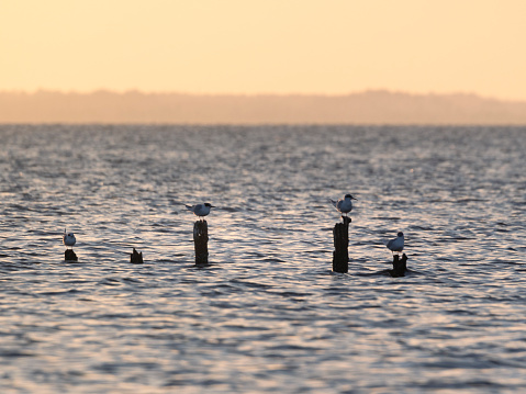 Birds sitting on posts in Outer Banks, North Carolina