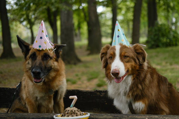 istock German Shepherd wears a pink paper cap, Australian Shepherd wears a blue cap. Two pets at wooden table in the park next to a meat cake celebrate their 7th birthday. Two dogs on party in forest. 2149601192