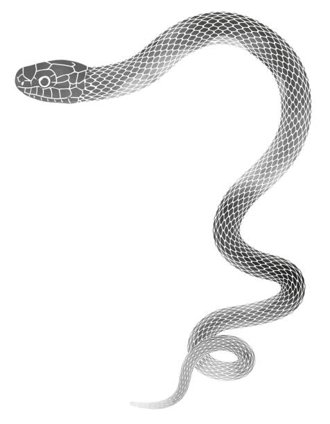 istock Year of the Snake New Year's card material_Snake Sumi-e style illustration coiling 2149601418