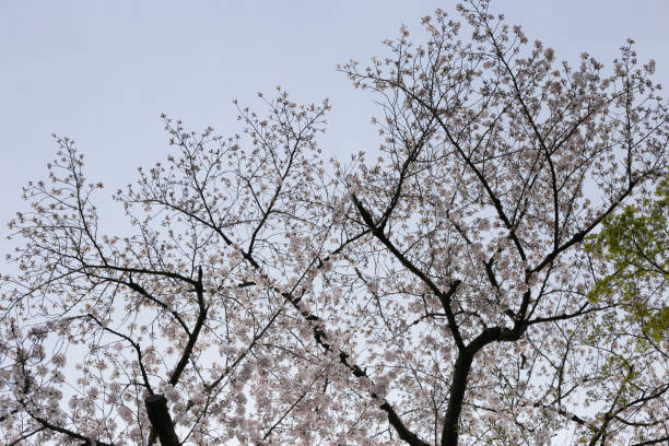 istock Branches of sakura flowers, cherry blossom 2149602563