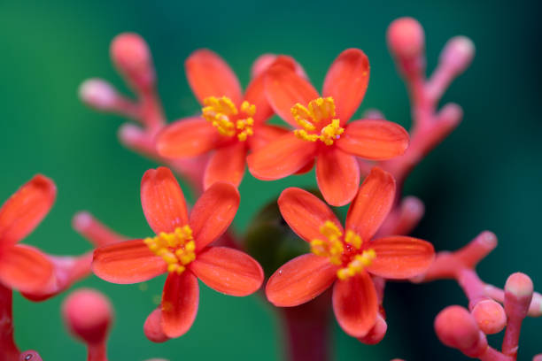 A vibrant red-orange flowers with yellow centers against a green background. The flowers are in various stages of bloom, some fully open and others still budding. The focus is on the flowers, and the background is slightly blurred to emphasize the subject.