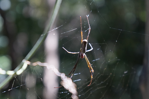 Golden-web spider from the genus Trichonephila posing on its web receiving natural sunlight