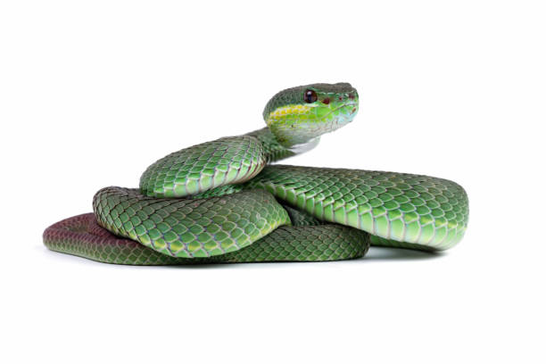istock Green viper snake isolated on white, trimeresurus albolabris 2149602951
