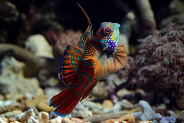 Mandarinfish or Mandarin dragonet