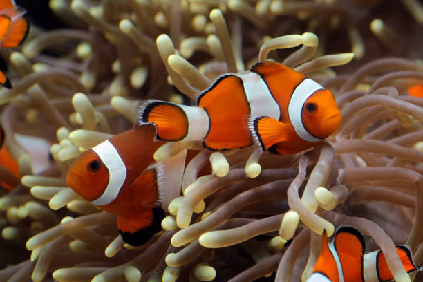 istock anemone fish playing on the coral reef 2149603044