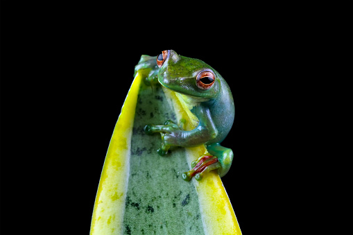 front view of green tree frog