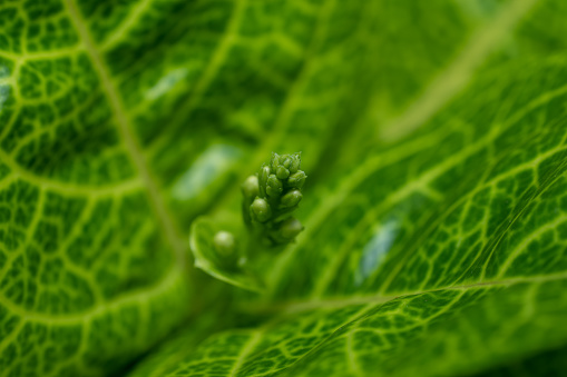 A close-up view of a green leaf with intricate veins and a budding flower. The leaf’s surface showcases a detailed pattern, and the bud emerges from its center. The overall composition highlights nature, growth, and organic beauty