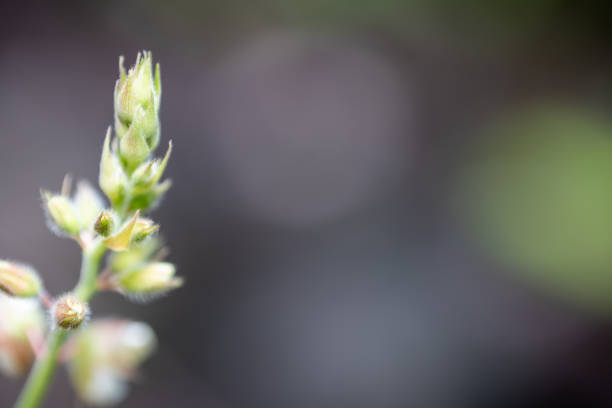 Green shoots on a plant stem, captured in close-up view. The shoots are still in the early stages of development, with small, closed leaves. The background is blurred, highlighting plant growth and natural beauty. Nature leaf green texture background. Copy space for text