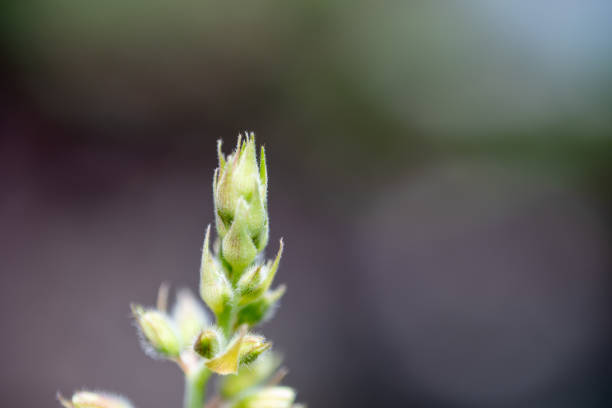 istock Green shoots on a plant stem, captured in close-up view 2149604030