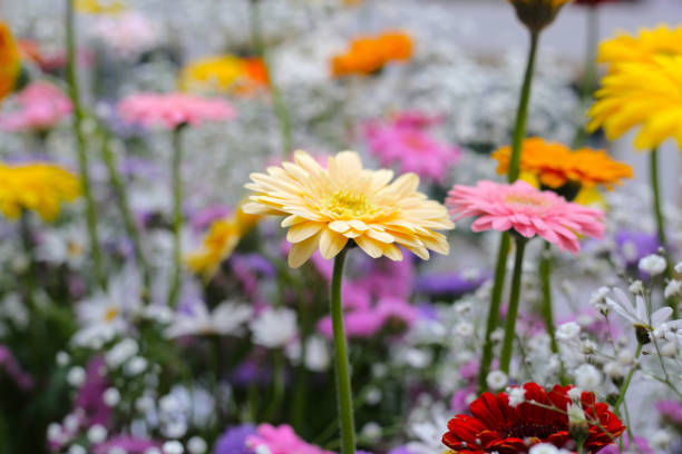 Beautiful flower bouquet, Flower background.