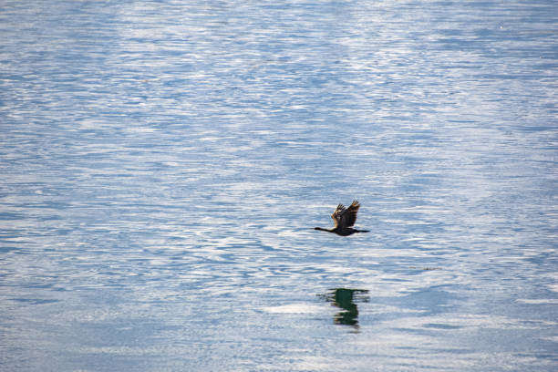 Picture of a Canadian goose swimming across a lake reflecting their beauty upon the lake.
